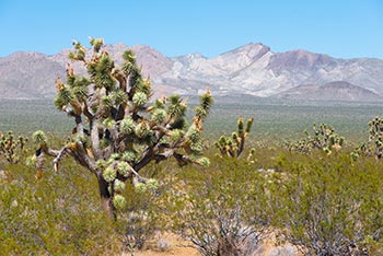 Mojave Desert